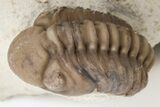Three Trilobite (Kainops & Paciphacops) Fossils - Oklahoma #212349-7
